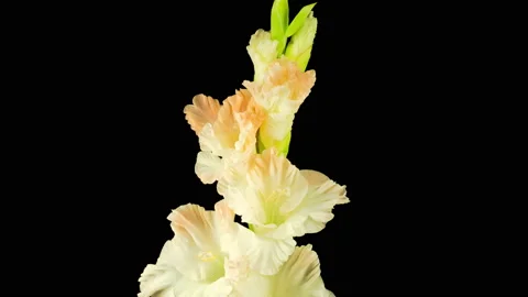 Time lapse of Opening White Gladiolus Flower Vidéo 113015394