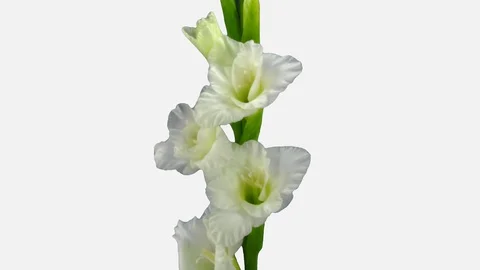 Time-lapse of opening white gladiolus flower, 3K with ALPHA channel Stock Footage 114978032