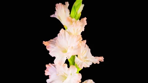 Time lapse of Opening White Gladiolus Flower Stockbeeldmateriaal 116888550