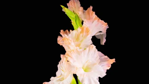 Time lapse of Opening White Gladiolus Flower 库存影片 117796215
