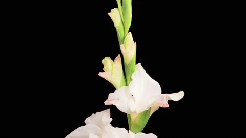 Time lapse of Opening White Gladiolus Flower Stock Footage 159657314