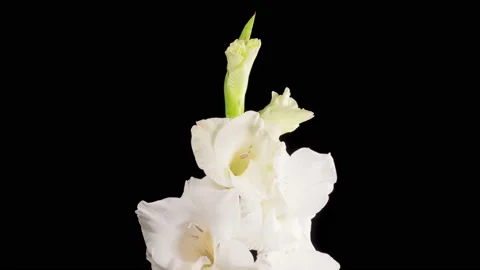 Time lapse of Opening White Gladiolus Flower Vidéo 162561710