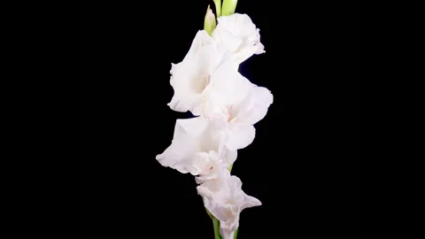 Time lapse of Opening White Gladiolus Flower Stock Footage 314318517