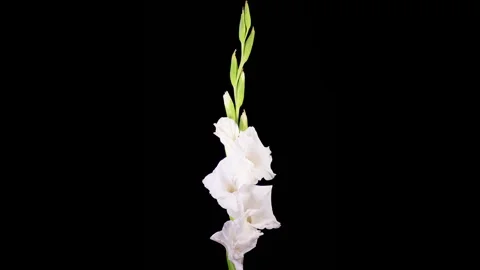 Time lapse of Opening White Gladiolus Flower Stock Footage 315105173