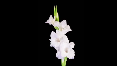 Time lapse of Opening White Gladiolus Flower Stock Footage 319539502