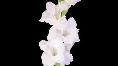 Time lapse of Opening White Gladiolus Flower Stock Footage 320468951