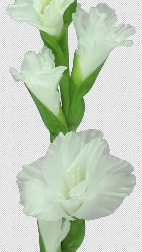 Time lapse of opening white gladiolus flower with ALPHA channel, vertical Stock-Footage 331362956