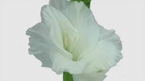 Time lapse of opening white gladiolus flower with ALPHA channel Video stock 337354656