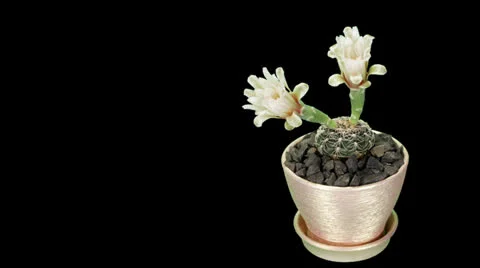 Time-lapse Opening white Gymnocalycium flower  Stock Footage 24269111