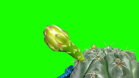 Time-lapse Opening white Gymnocalycium flower buds green screen (Gymnocalyciu Stock Footage 122242552
