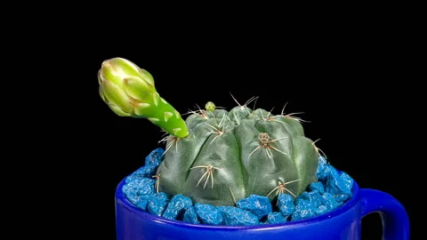 Time-lapse Opening white Gymnocalycium flower buds ALPHA matte (Gymnocalycium Stock Footage 122242599