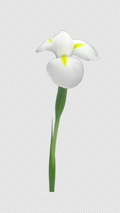 Time lapse of opening white iris with ALPHA channel Stock Footage 312130901