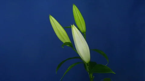 Time-lapse of opening white lily 3 Stock Footage 105945