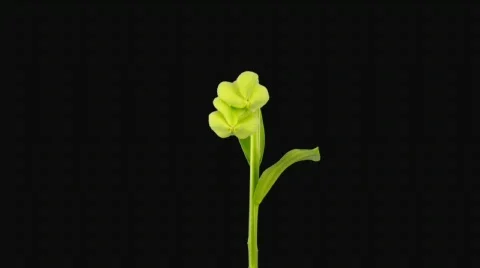 Time-lapse of opening white lily 12 with alpha matte (720p) Stock Footage 682427