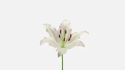 Time-lapse of opening white lily with ALPHA channel Stock Footage 88485620