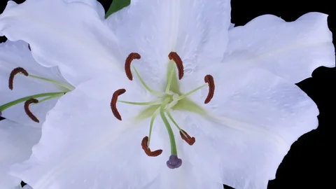 Time-lapse of opening white lily, 3K with ALPHA channel Video stock 100100999