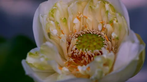 Time lapse opening of white lotus Video stock 22891919