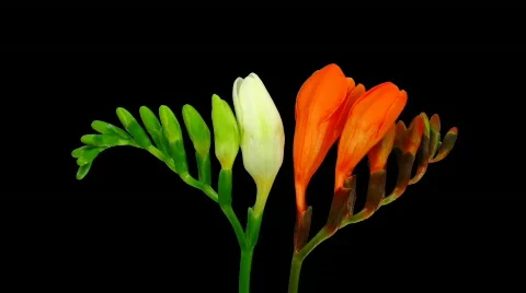 Time-lapse opening white orange freesia flower buds ALPHA matte 1  Stock-Footage 315122