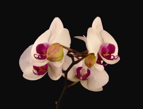Time-lapse of opening white orchid 2b (Fiolm 2K) Stock Footage 1078764