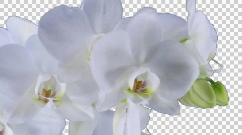 Time-lapse of opening white orchid with ALPHA channel Stock Footage 50344150