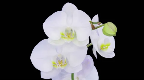 Time-lapse of opening white orchid in RGB + ALPHA matte format Stock Footage 54424668