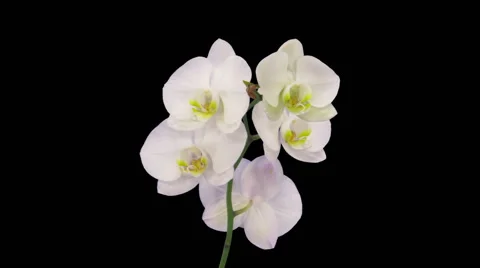 Time-lapse of opening white orchid in RGB + ALPHA matte (720p) Stock Footage 55087740