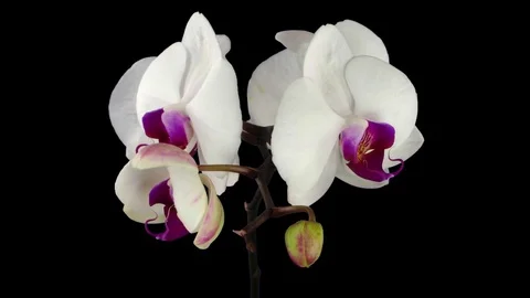 Time-lapse of opening white orchid in RGB + ALPHA matte format Stock Footage 72951507