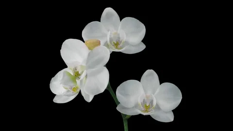 Time-lapse of opening white orchid with ALPHA channel Stock Footage 73066761