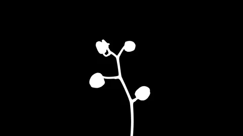 Time-lapse of opening white orchid in RGB + ALPHA matte format Stock Footage 78996488