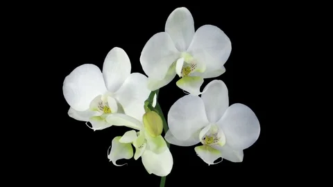 Time-lapse of opening white orchid in RGB + ALPHA matte format Stock Footage 83911501