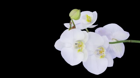 Time-lapse of opening white orchid, 4K with ALPHA channel, vertical orientation Stock Footage 87317554