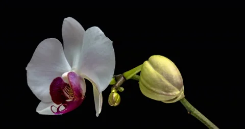 Time-lapse of opening white orchid 12a4 in 4K PNG+ format with ALPHA 스톡 동영상 116749592
