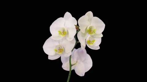 Time-lapse of opening white orchid, 4K with ALPHA channel Stock Footage 131493293