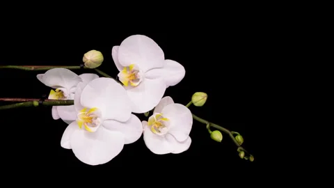 Time-lapse of opening white orchid flowers on black white background. Wedding Stock Footage 258318547