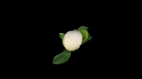 Time-lapse of opening white peony 1 with ALPHA matte top Stock Footage