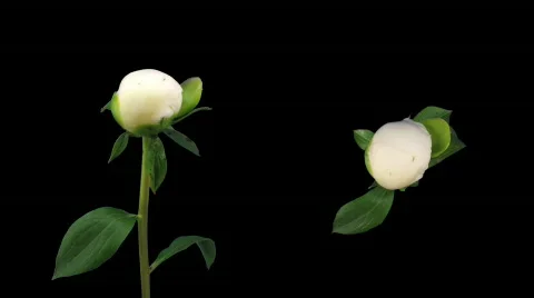 Time-lapse of opening white peony 6d isolated black two cameras Stock Footage 401515