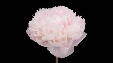 Time-lapse of opening white peony in RGB + ALPHA matte format Stock Footage 50488925