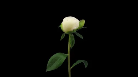 Time-lapse of opening white peony with ALPHA channel, top Stock Footage 71340760