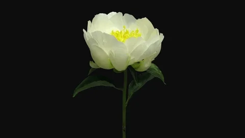 Time-lapse of opening white peony flower in RGB + ALPHA matte format Stock Footage 98793062
