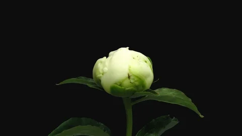Time-lapse of opening white peony flower, 3K with ALPHA channel Stock Footage 102369383