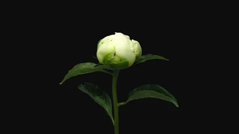 Time-lapse of opening white peony flower with ALPHA channel Stock Footage 102762403