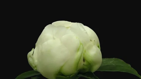 Time-lapse of opening white peony flower in RGB + ALPHA matte format Stock Footage 104483470