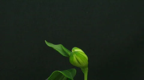 Time-lapse of opening white peruvian lily 1 Vidéo 114906