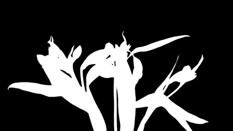 Time-lapse of opening white peruvian lilies in RGB + ALPHA matte format Stock Footage 72770705