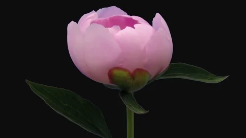 Time-lapse of opening white pink peony in RGB + ALPHA matte format Stock Footage 94101636
