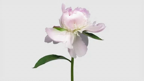 Time-lapse of opening white pink peony with ALPHA channel Stock Footage 150445114