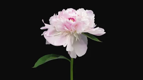 Time lapse of opening white pink peony Stock Footage 297949155