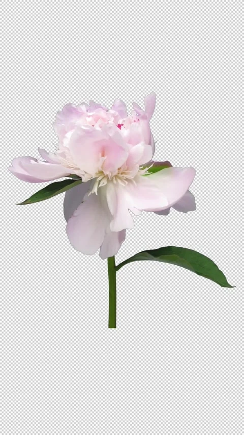 Time lapse of opening white pink Peony flower with ALPHA channel, vertical Stock-Footage 321522701