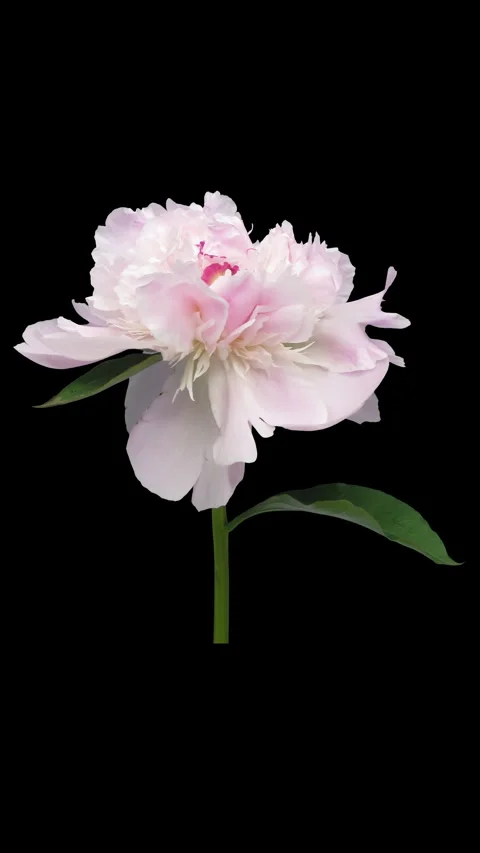 Time lapse of opening white pink Peony flower Stock-Footage 325182374