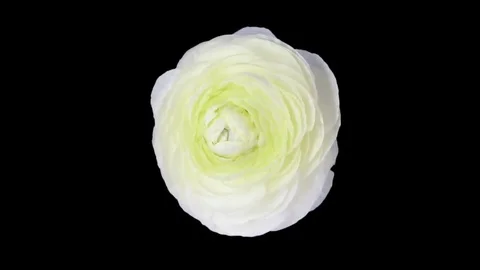 Time-lapse of opening white ranunculus flower in RGB + ALPHA matte format, top Stock Footage 69217513